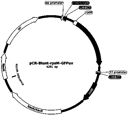 Plasmid carrying green fluorescent protein gene and indicator bacteria with plasmid