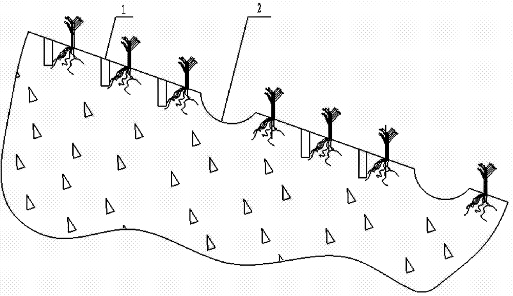 Slope cropland ramie cultivation method