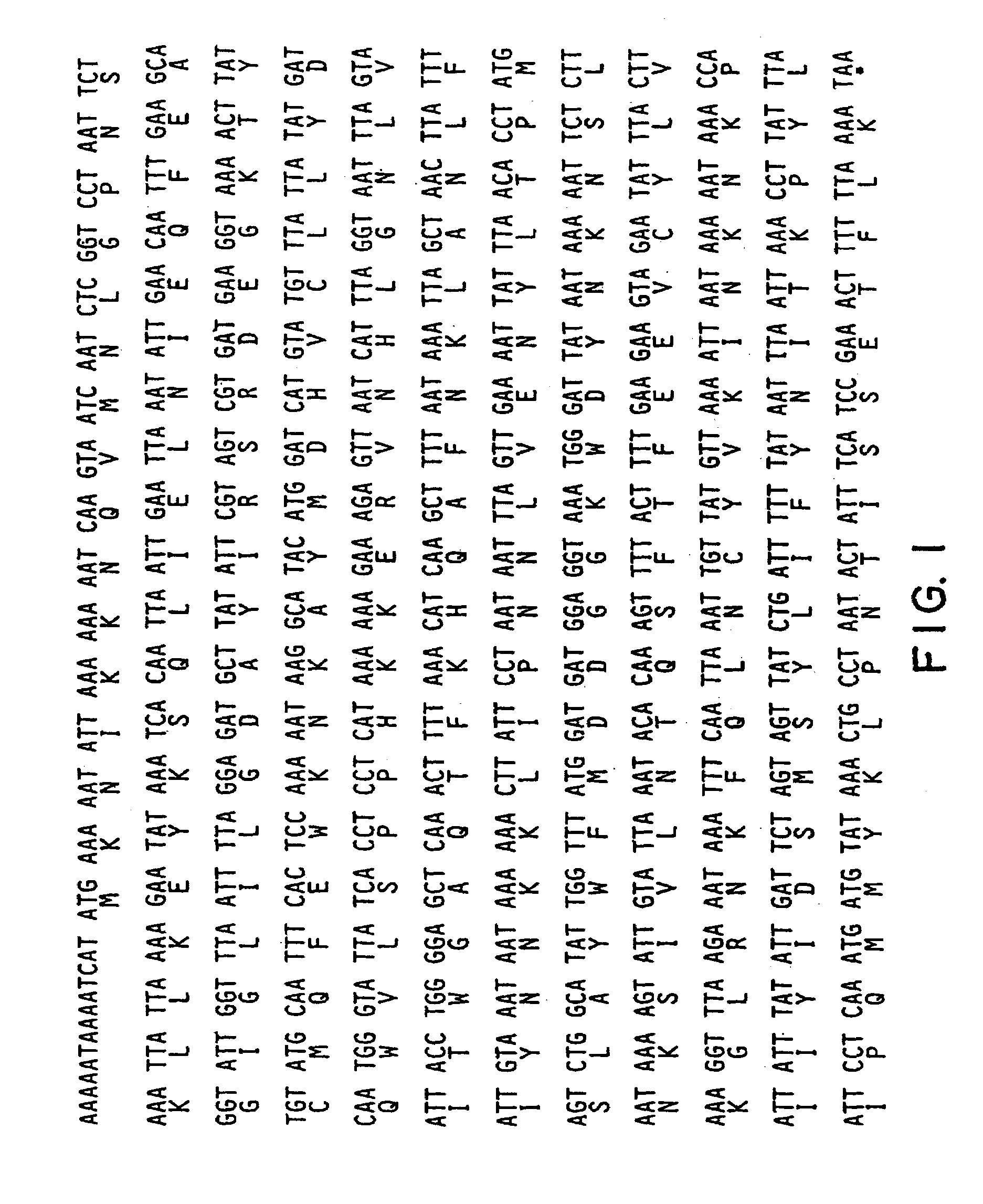 Nucleotide sequence encoding the enzyme I-SceI and the uses thereof