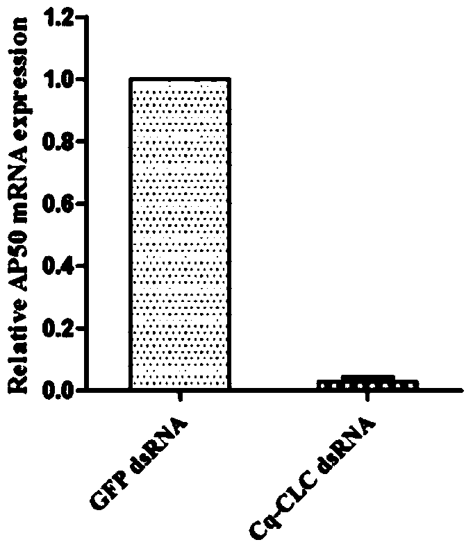 Preparation method and applications of shrimp clathrin light chain gene and targeted dsRNA thereof