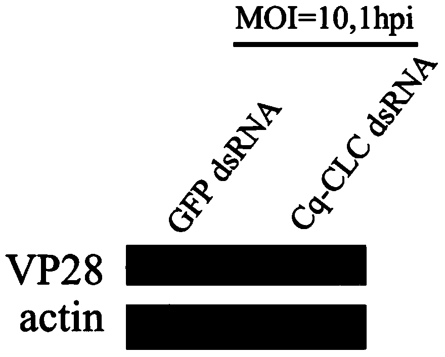 Preparation method and applications of shrimp clathrin light chain gene and targeted dsRNA thereof