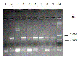 Trichoderma engineering strain capable of efficiently expressing beta-1, 4-glucanase coding gene and application thereof