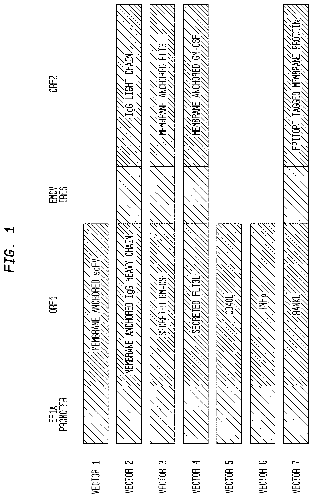 Compositions and methods for in vitro activation and expansion of serial killer t cell populations and passive immunization of a cancer patient with tumor cell killing cells
