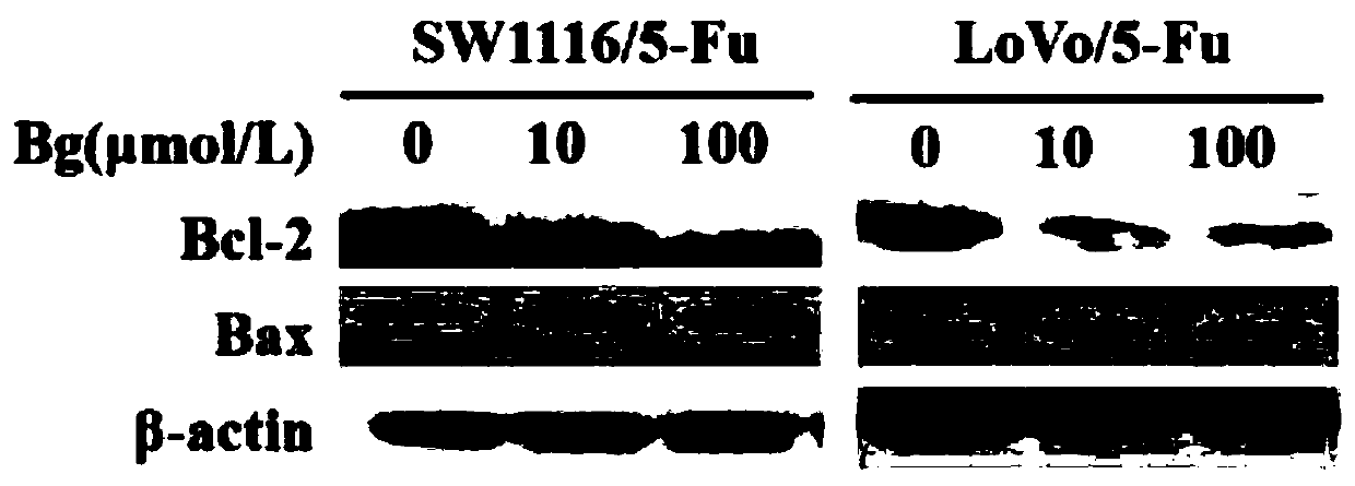 Application of bergapten in preparation of drugs for treating colorectal cancer