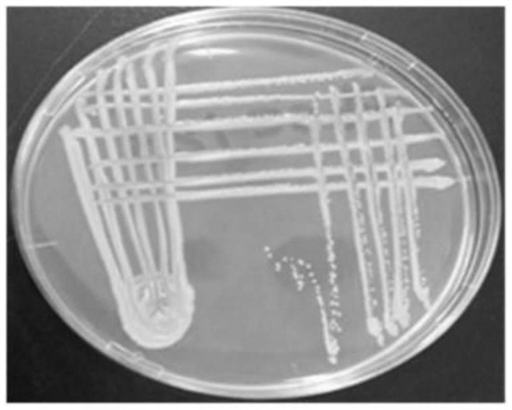 A strain of bacillus polymyxa and its application