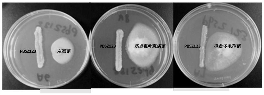 A strain of bacillus polymyxa and its application