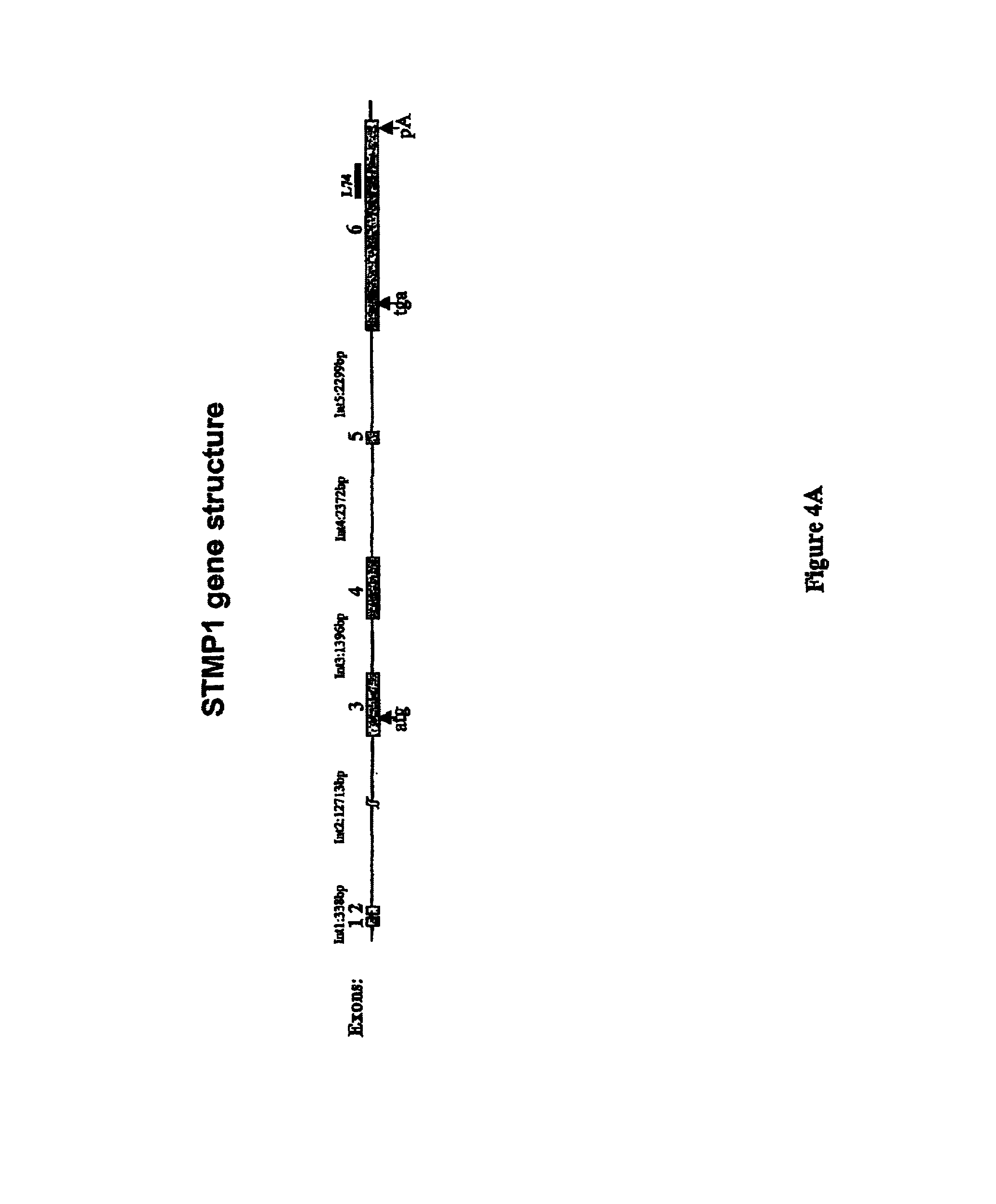 Prostate-specific or testis-specific nucleic acid molecules, polypeptides, and diagnostic and therapeutic methods
