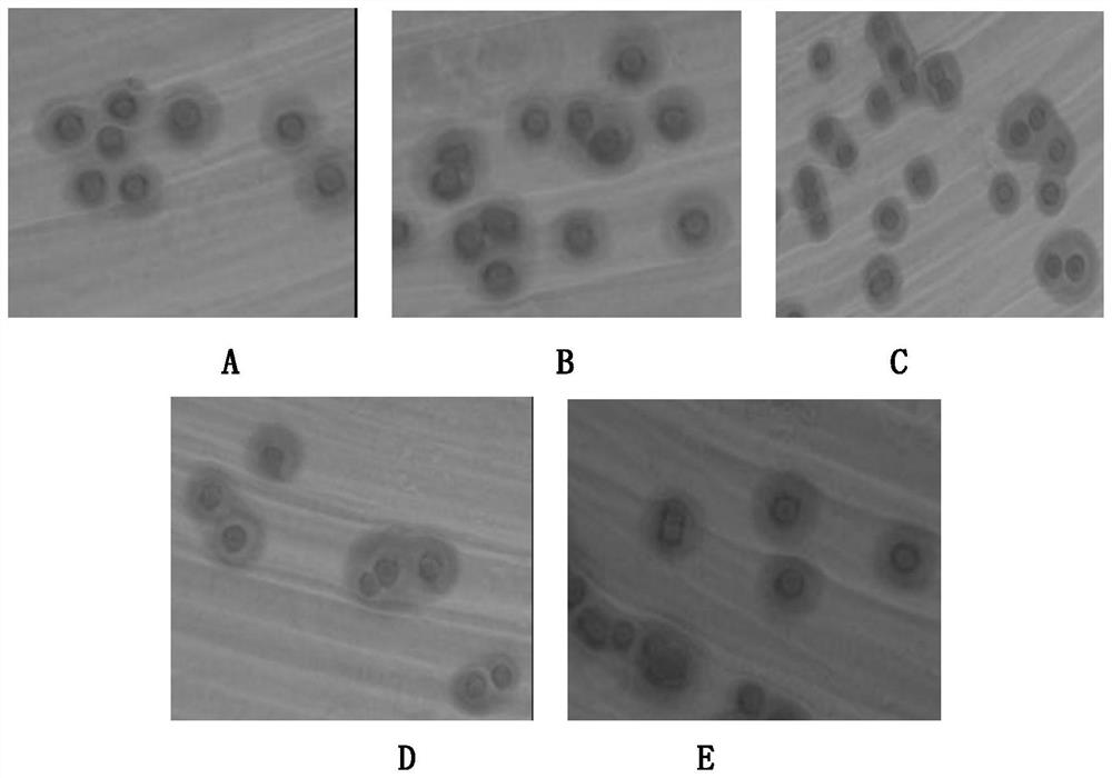 A kind of dual inactivated vaccine of mycoplasma pneumonia and chlamydia psittaci and preparation method thereof