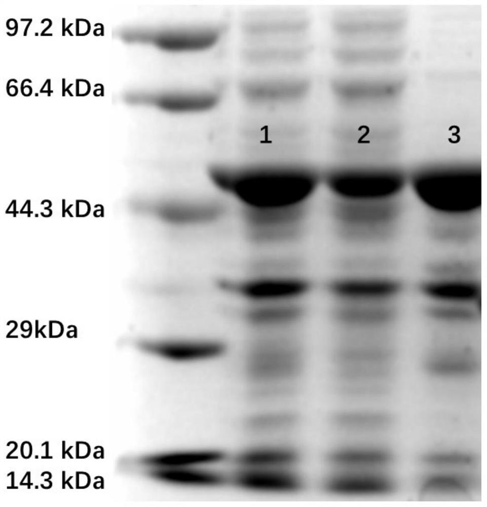 A kind of cytochrome p450 epoxidase and its application