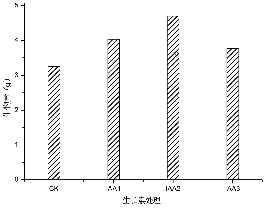 Method for promoting sunflower cesium or/and strontium enrichment by use of plant growth regulator