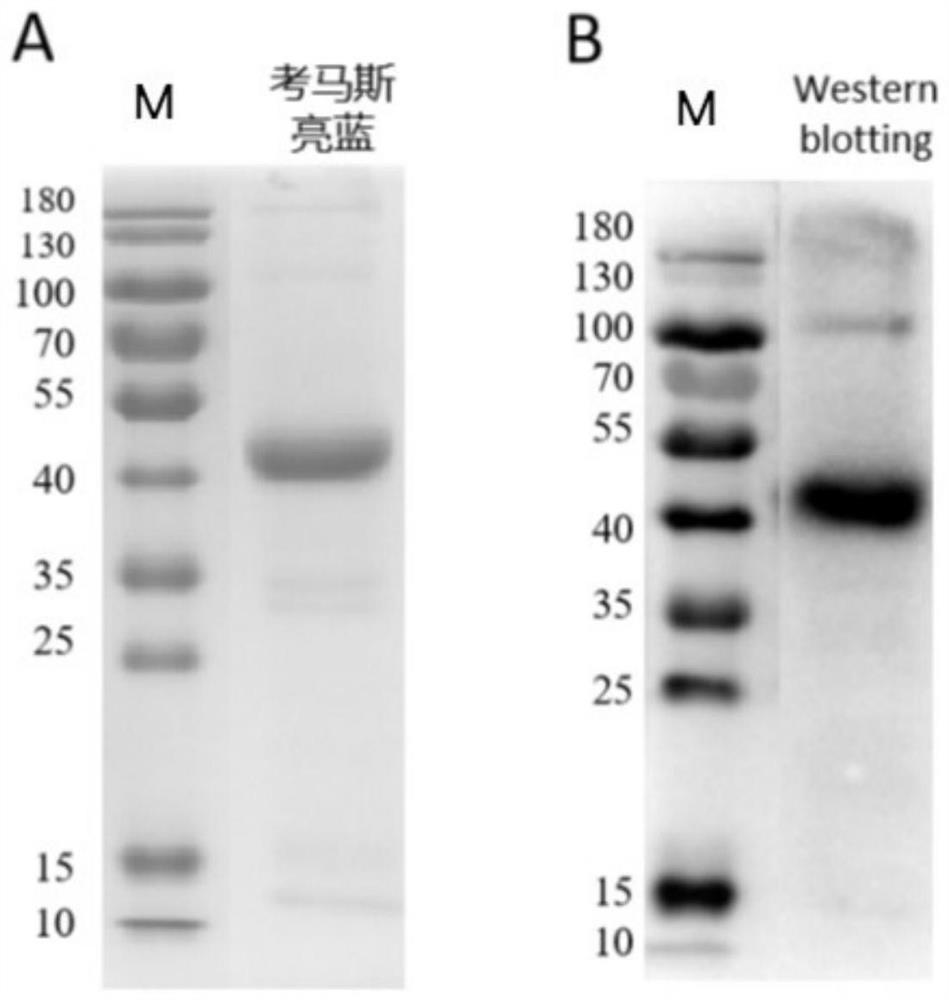 An antibody that inhibits the growth of Plasmodium cynomolgus monkeys in vitro