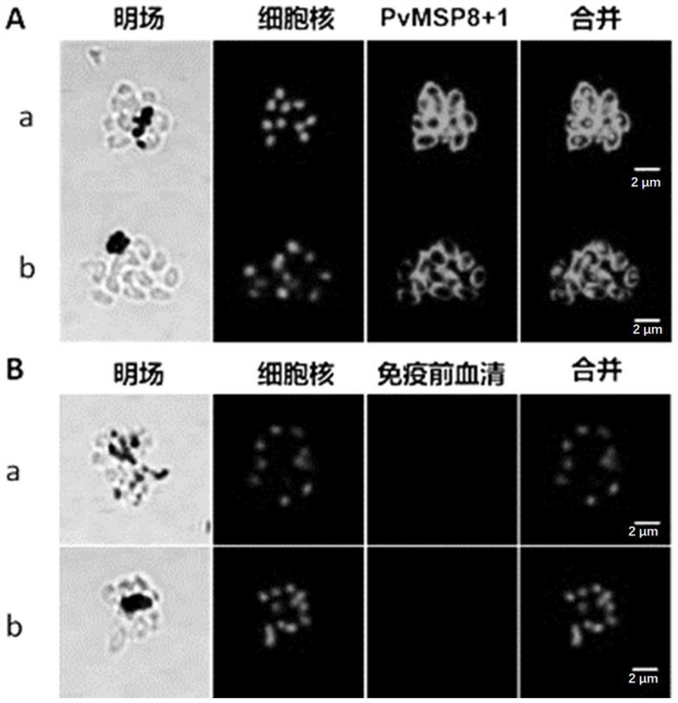 An antibody that inhibits the growth of Plasmodium cynomolgus monkeys in vitro