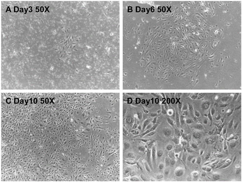 Method for isolating and culturing endothelium from human adipose tissue for clone formation of cells