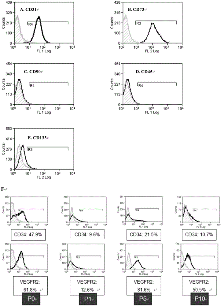 Method for isolating and culturing endothelium from human adipose tissue for clone formation of cells