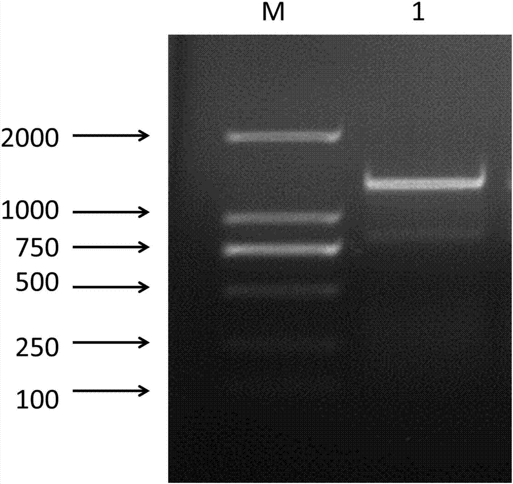 Preparation method and application of polyclonal antibody against chicken caspase-1