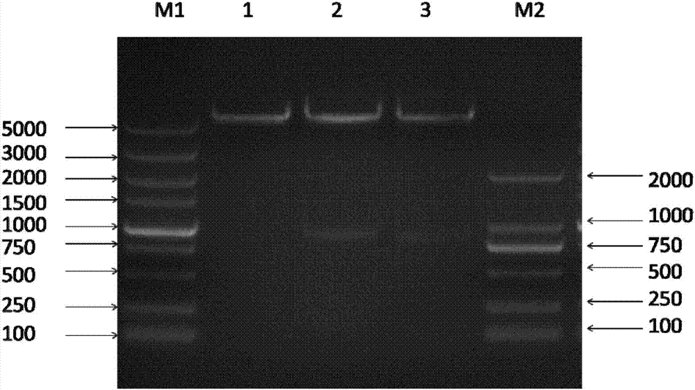 Preparation method and application of polyclonal antibody against chicken caspase-1