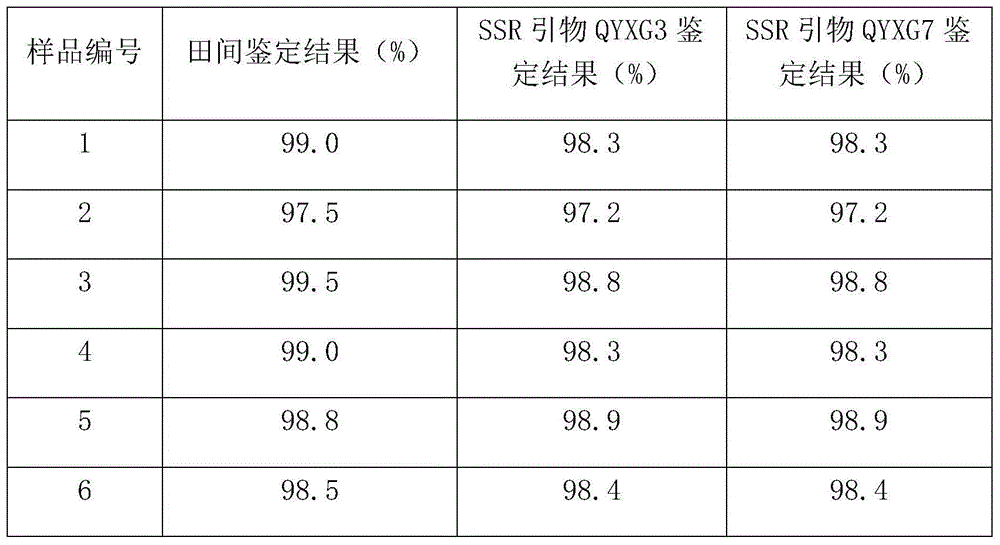 Method for quickly testing purity of hybrid watermelon seed Quankanglvba