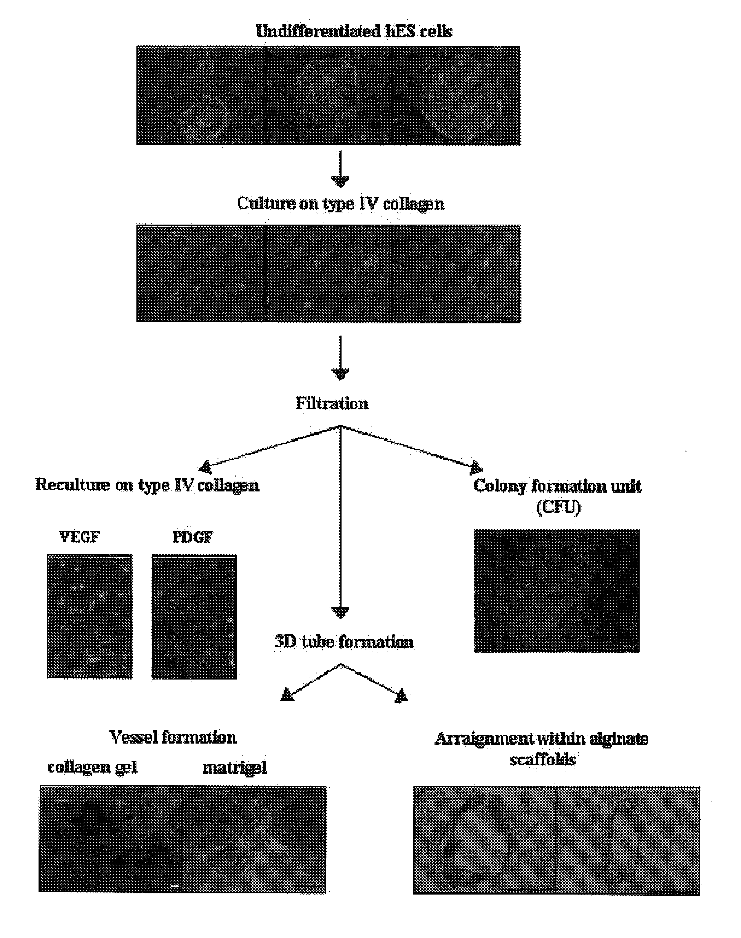 Methods for the in-vitro identification, isolation and differentiation of vasculogenic progenitor cells