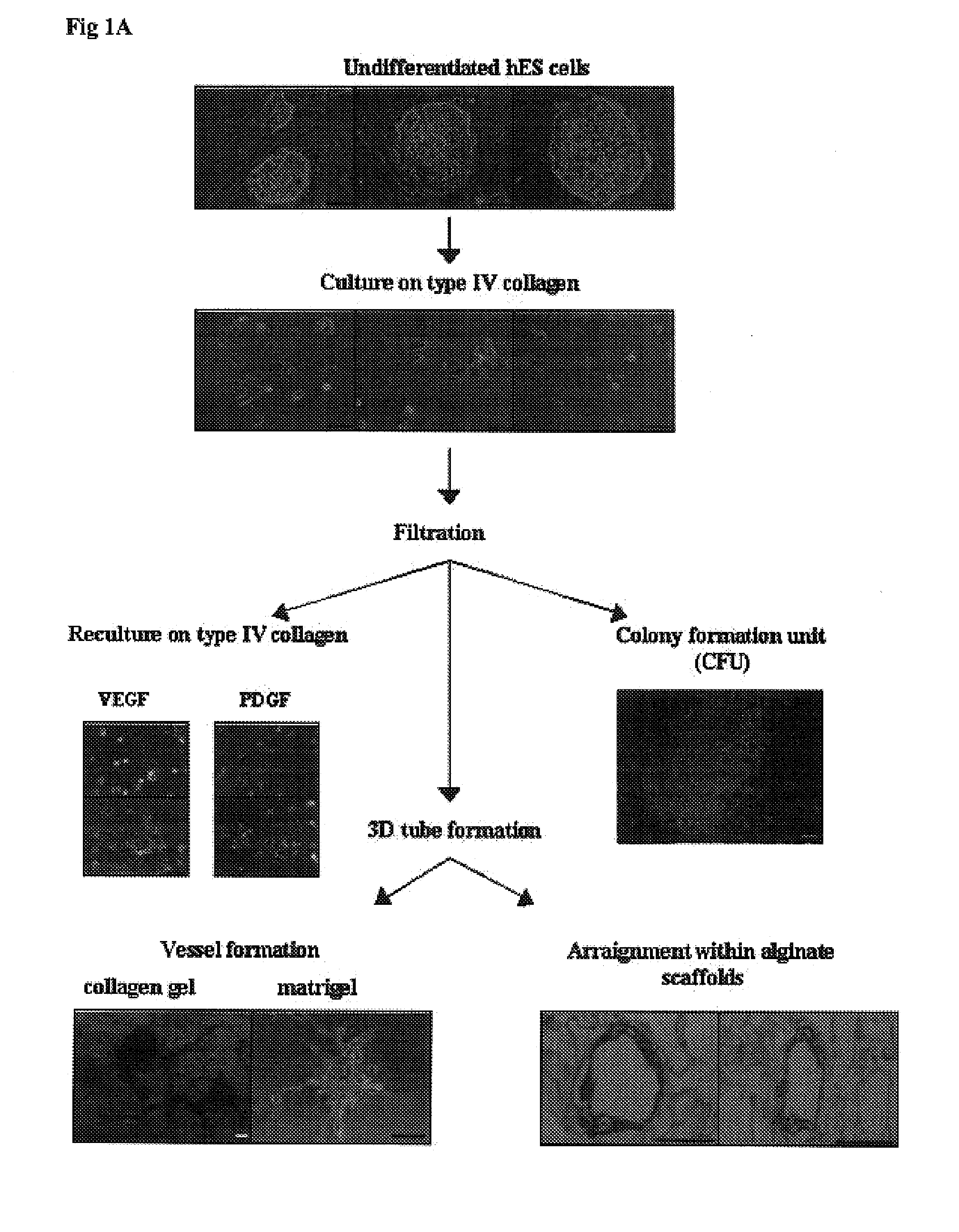 Methods for the in-vitro identification, isolation and differentiation of vasculogenic progenitor cells