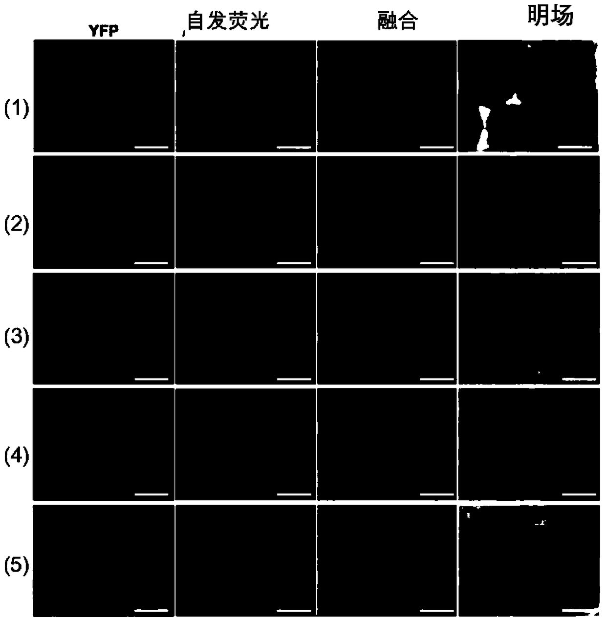 Agrobacterium-induced strawberry leaf transient gene expression method and application of same
