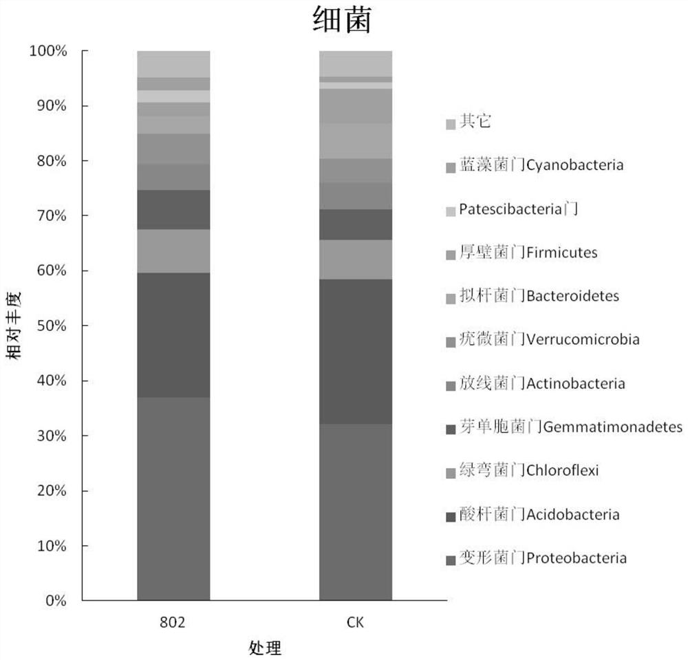 Trichoderma atroviride and application thereof in inhibiting pathogenic bacteria of ginseng