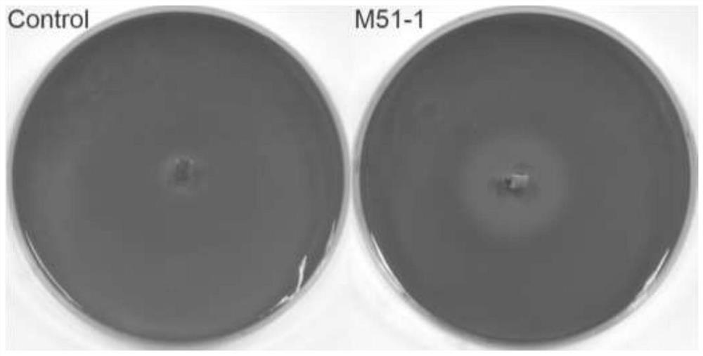 Neosporum apescifolia with antibacterial ability and lignocellulose degrading activity and its application