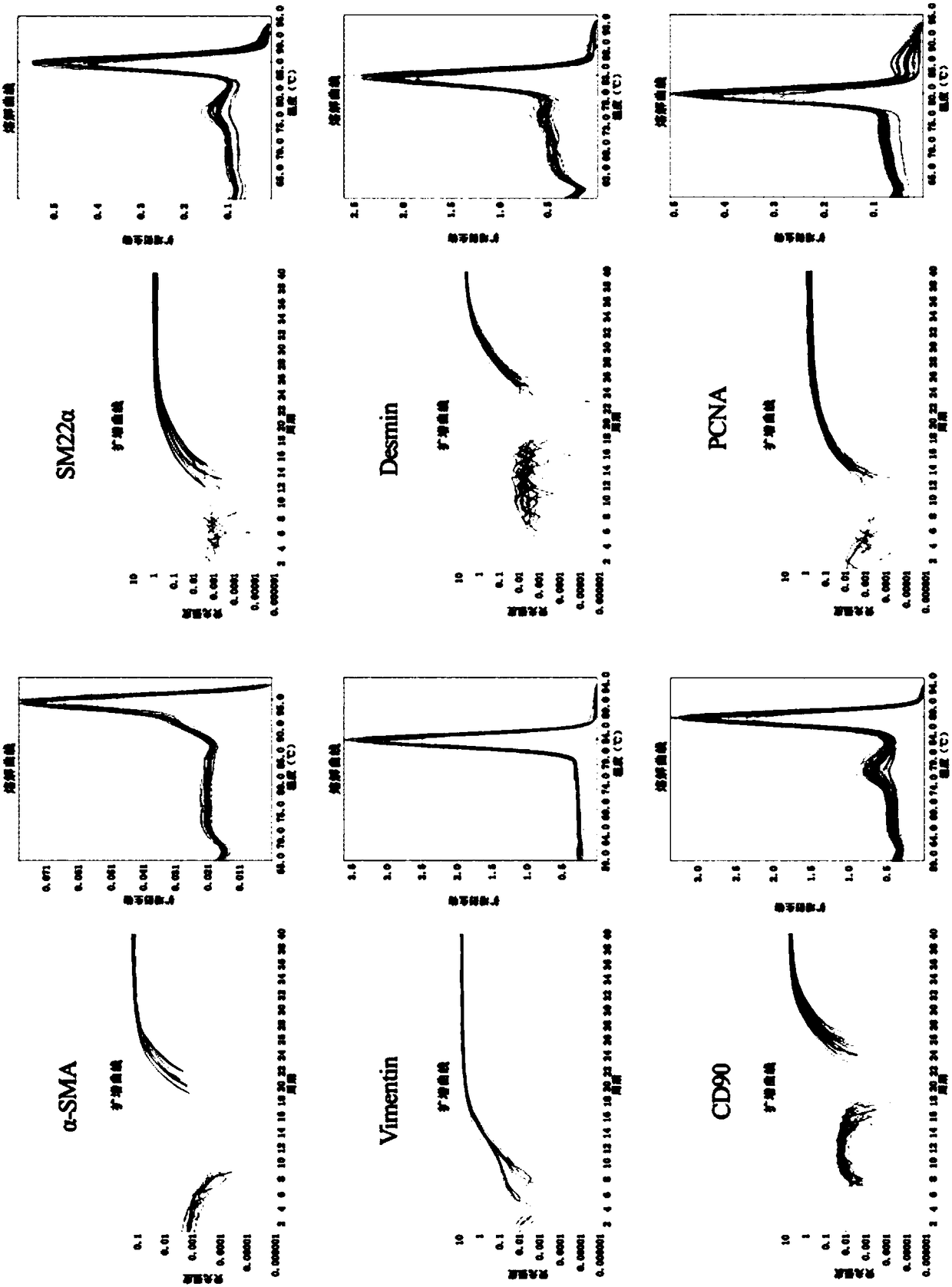 Primary culture and identification methods for smooth muscle cells of esophagogastric junction via enzyme digestion method
