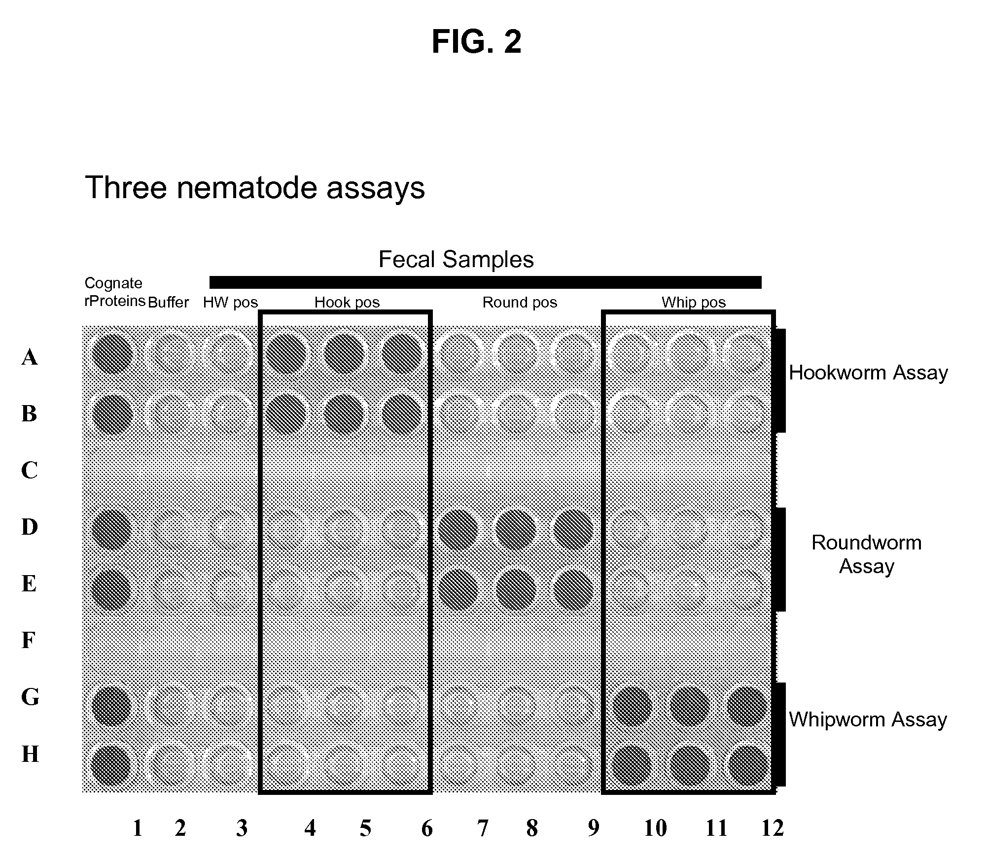 Methods, devices, kits and compositions for detecting roundworm, whipworm, and hookworm