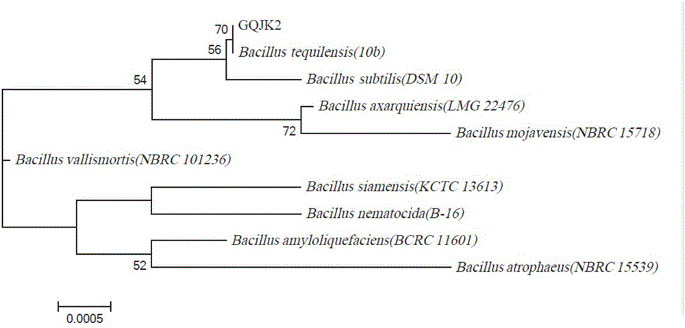 Fructus lycii root rot-resistant bacillus tequilensis and application thereof