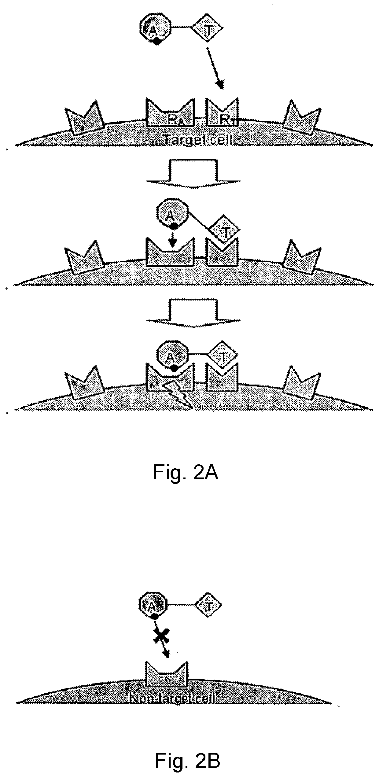 Chimeric activators: quantitatively designed protein therapeutics and uses thereof