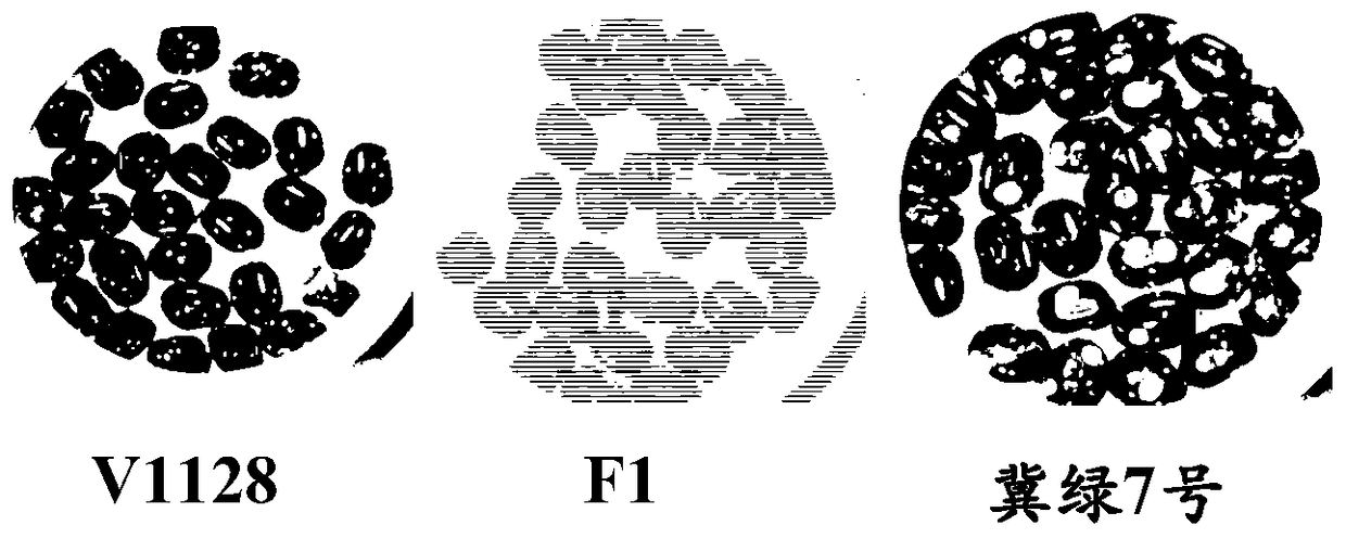 A molecular marker and its application for assisted selection of mung bean resistance gene br3