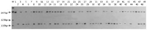 A molecular marker and its application for assisted selection of mung bean resistance gene br3