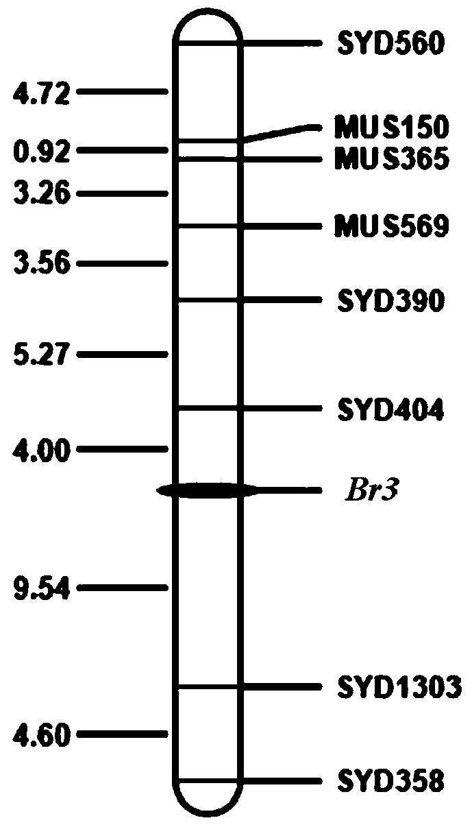 A molecular marker and its application for assisted selection of mung bean resistance gene br3