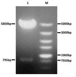 Immortalization chicken embryo hepatocyte line as well as preparation method and application thereof