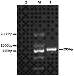 Immortalization chicken embryo hepatocyte line as well as preparation method and application thereof