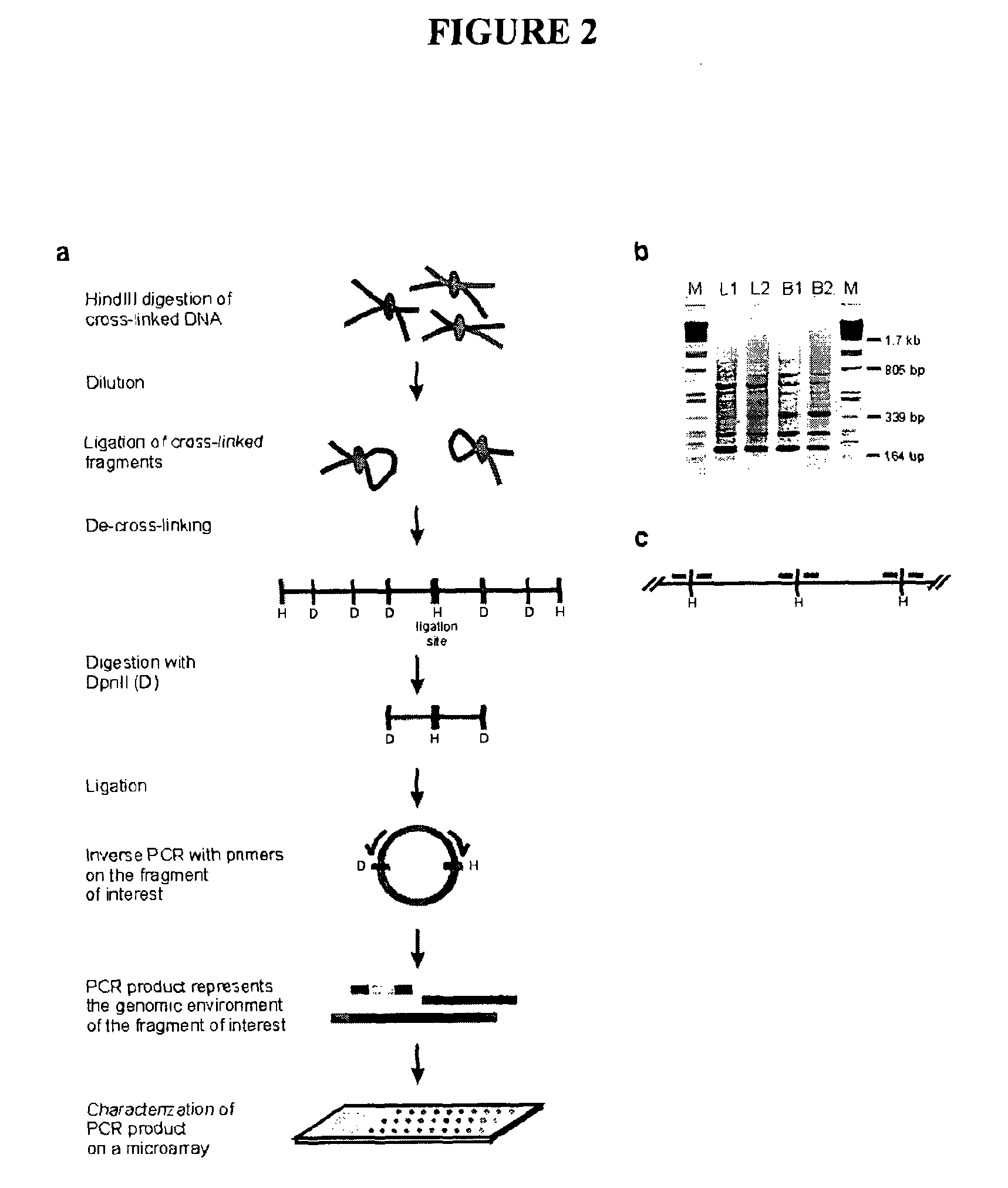 Circular chromosome conformation capture (4C)