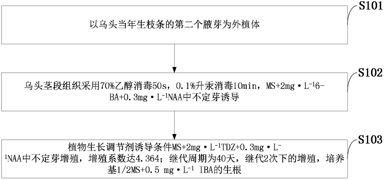 A method for rapid propagation and regeneration of Aconitum aconitum seedlings through tissue culture