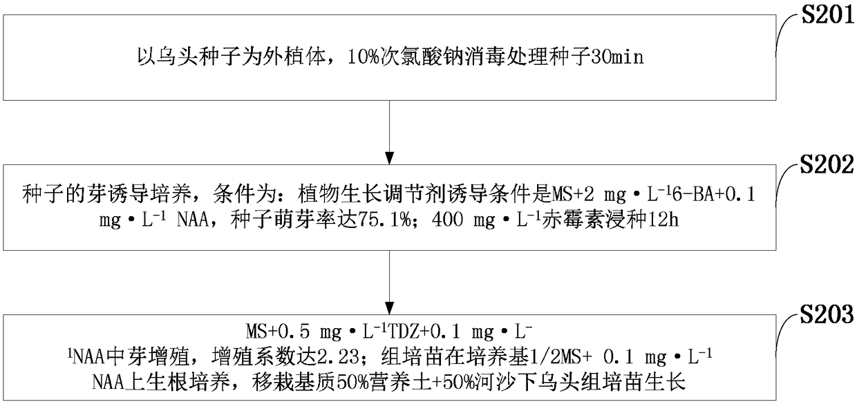 A method for rapid propagation and regeneration of Aconitum aconitum seedlings through tissue culture