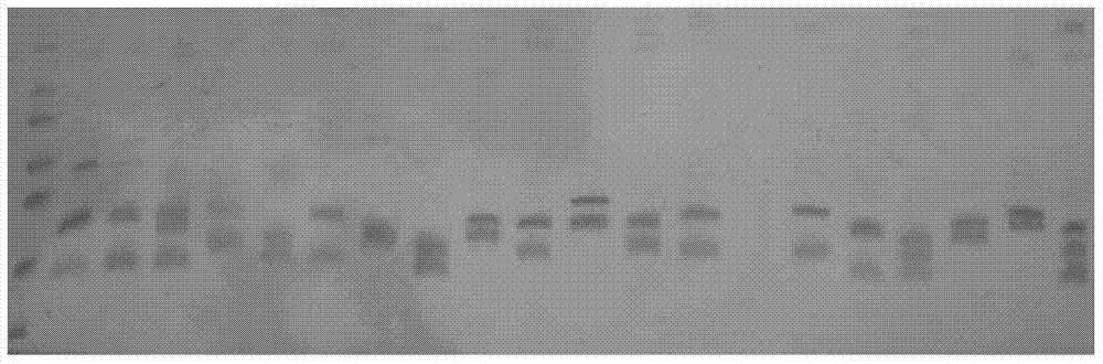 Specific primers and detection methods of microsatellite markers from Castanopsis similarius and Castanopsis militaris