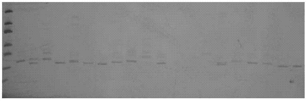 Specific primers and detection methods of microsatellite markers from Castanopsis similarius and Castanopsis militaris