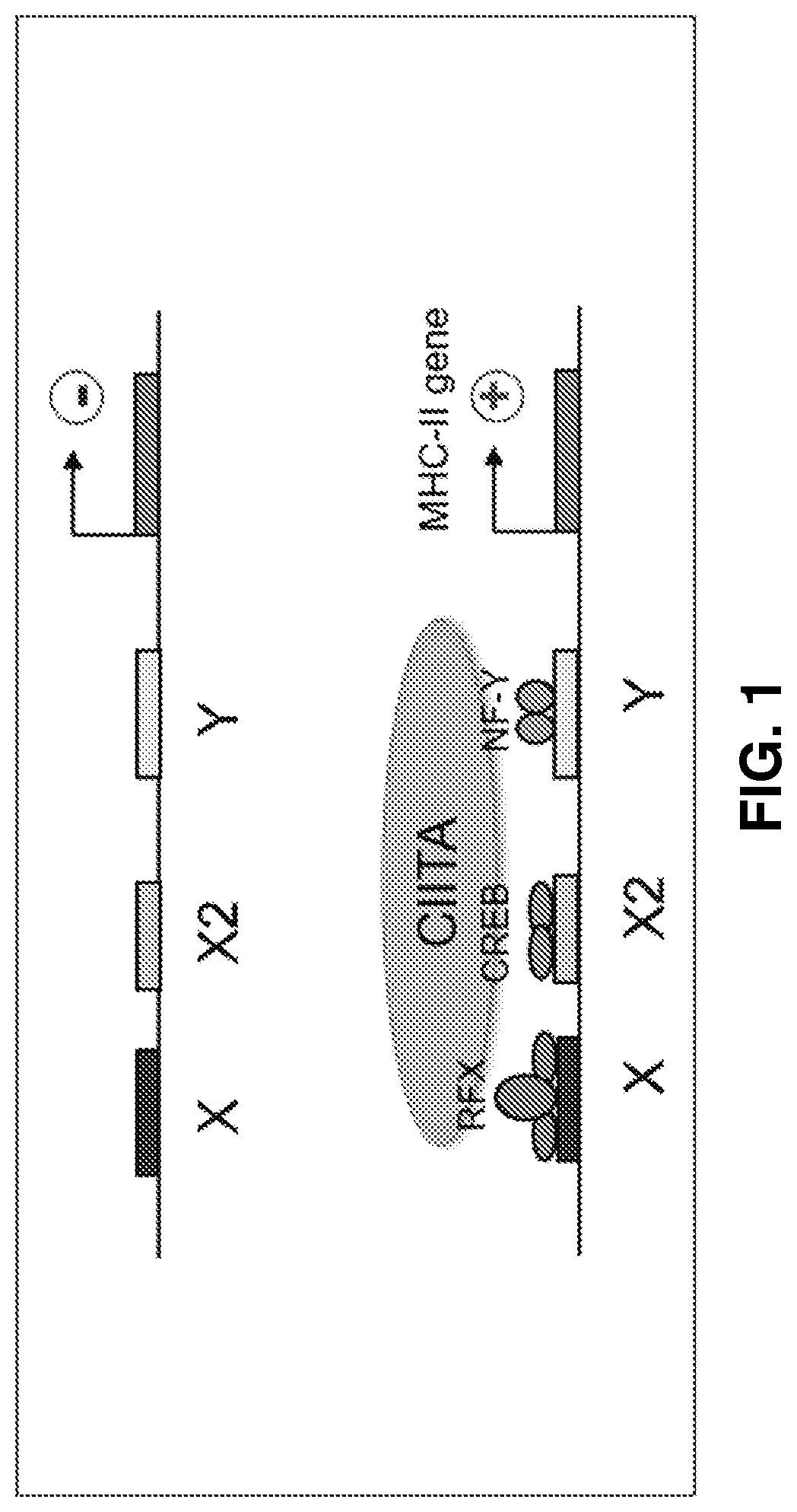 Modified aav vectors that dampen the humoral immune response