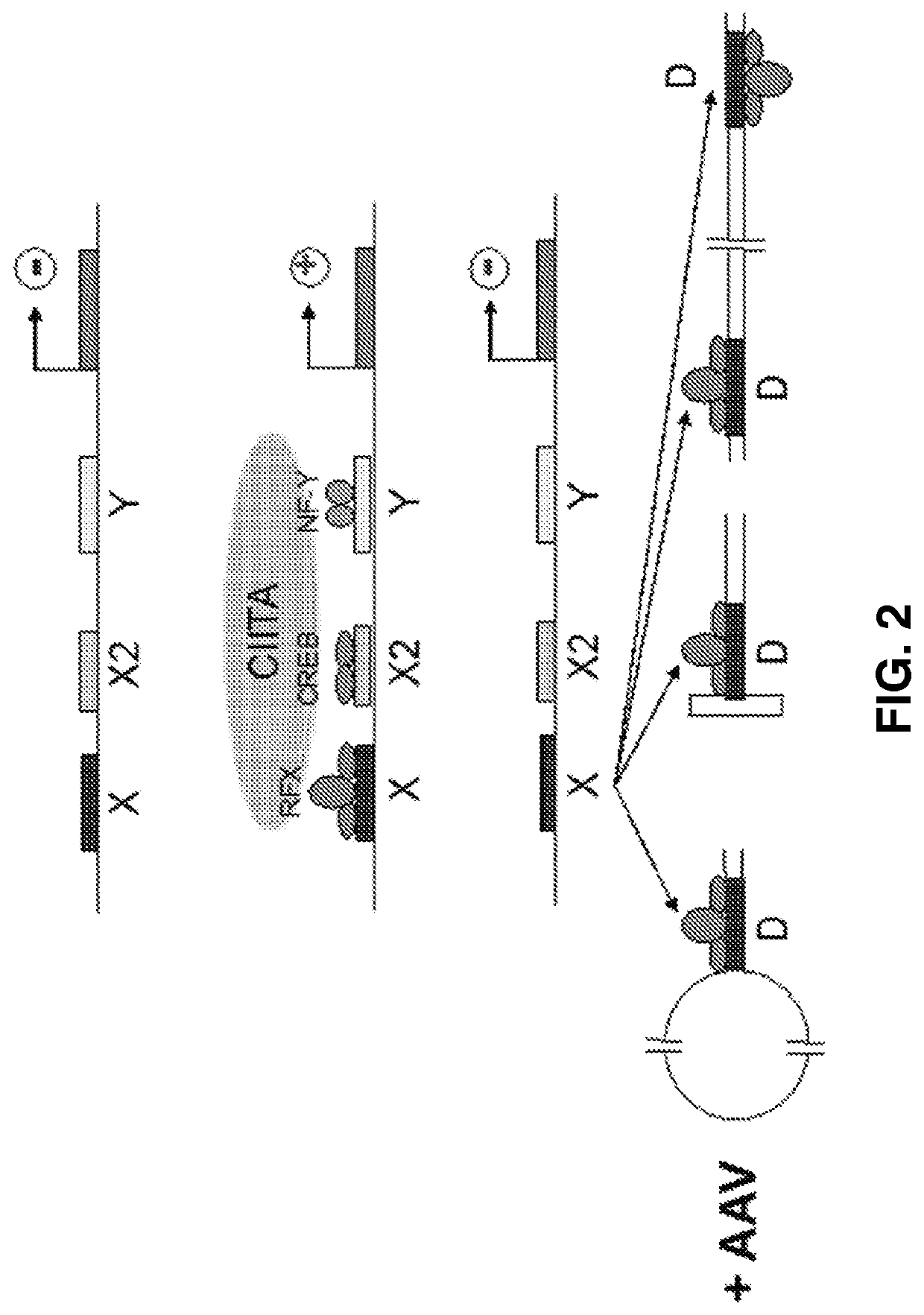 Modified aav vectors that dampen the humoral immune response