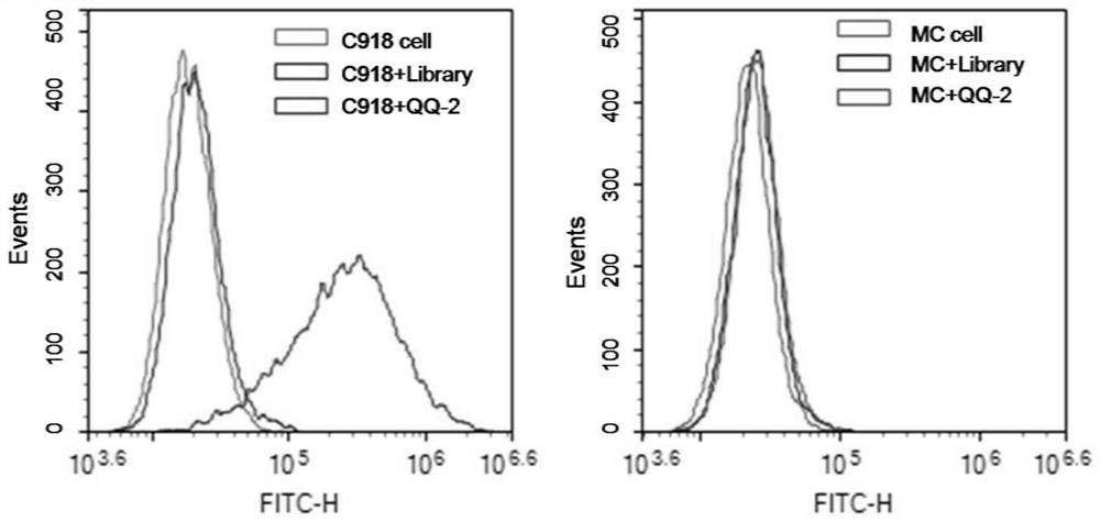 Nucleic acid aptamer QQ-2 targeting human highly invasive choroidal melanoma and application