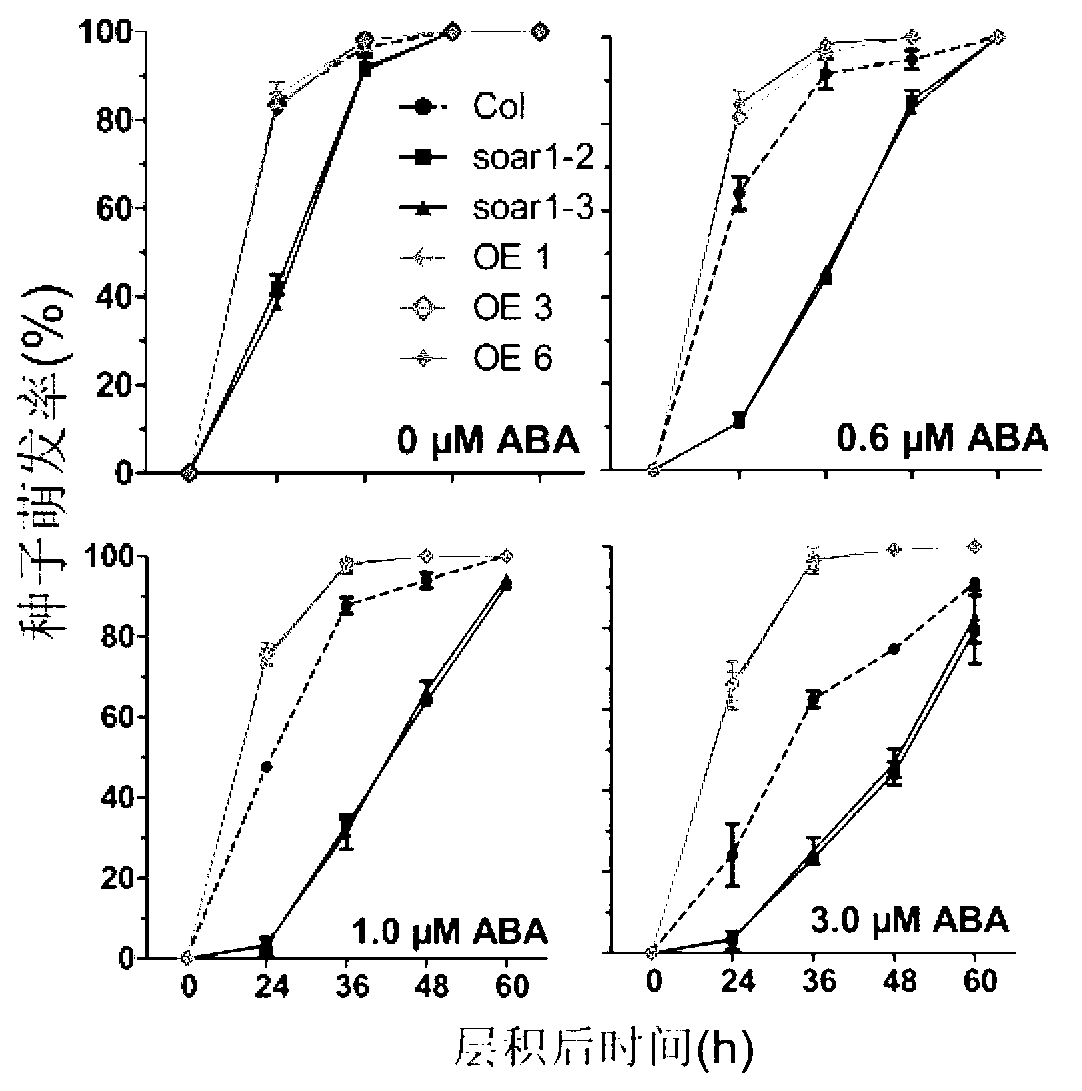 Application of SOAR1 protein and coding gene thereof to regulation and control on tolerance of plants to abscisic acid (ABA)