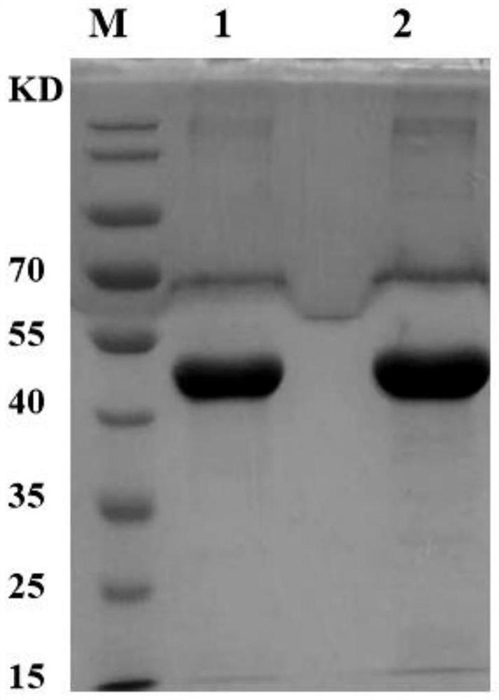 Polypeptide, HLA-DR protein and preparation method and application of HLA-DR protein