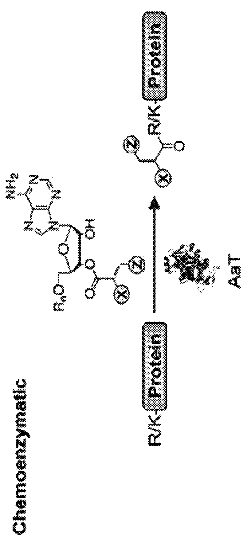 Methods of modifying N-termini of a peptide or protein using transferases