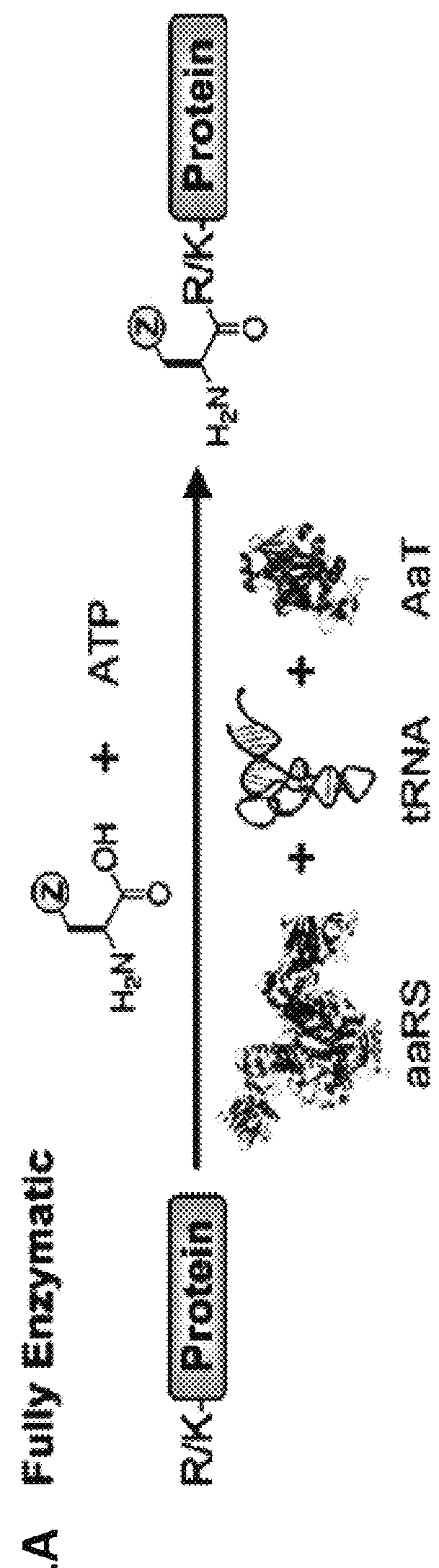 Methods of modifying N-termini of a peptide or protein using transferases