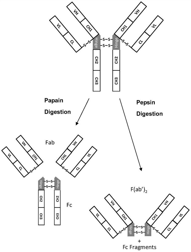 Method for preparing bispecific antibodies
