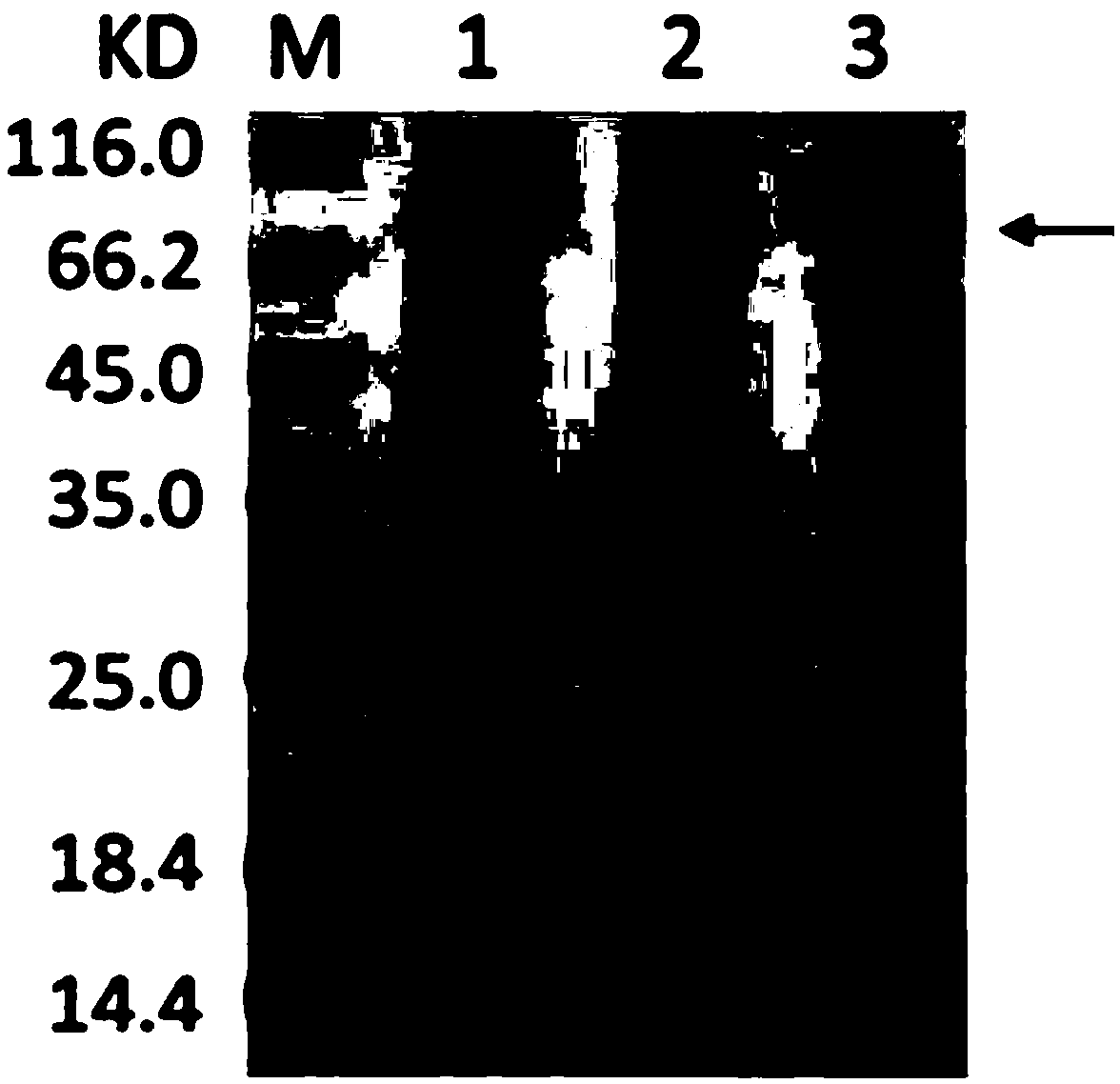 Preparation method and application of Swollenin protein sourced from Trichoderma Guizhouense