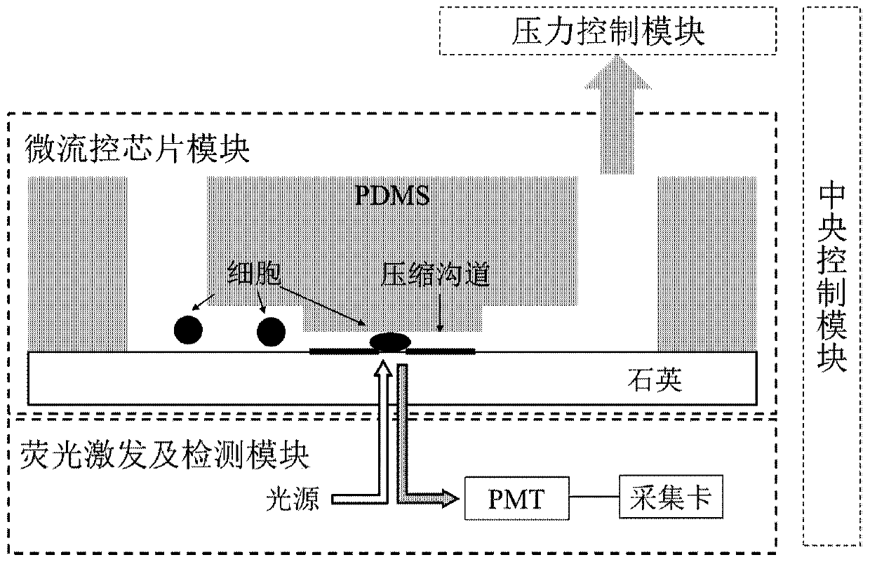 A single-cell protein detection system and its application